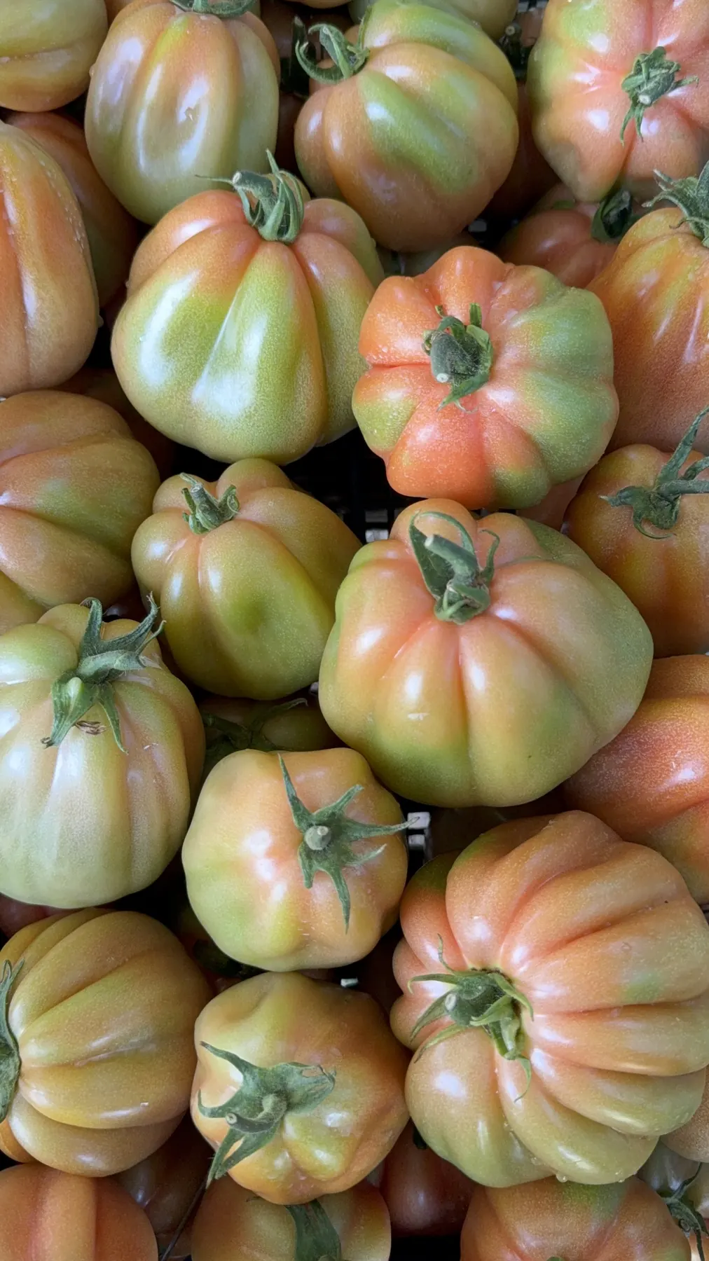 Pomodori Agrinatural appena raccolti